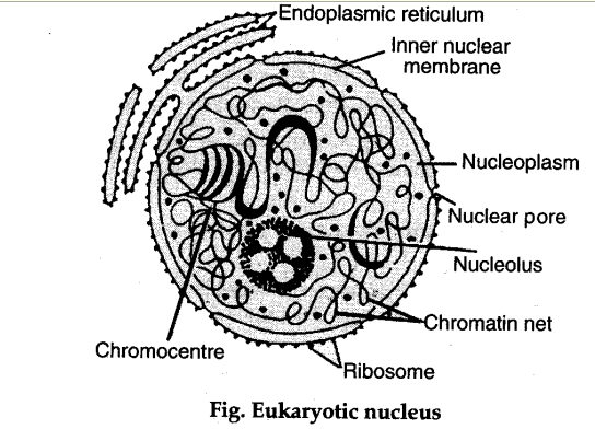 Describe the structure of nucleus and centrosome with the help of