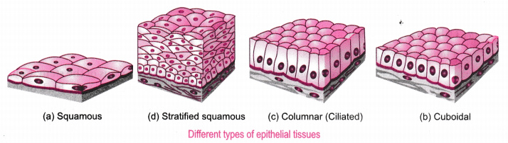 Image result for epithelial tissue