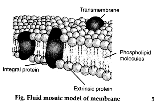 who-proposed-the-fluid-mosaic-model-of-plasma-membrane-cbse-class-11