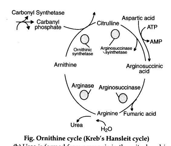 urea cycle