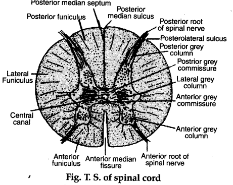 matter white composition of spinal Learn  histological in 11 cord  of Describe  CBSE the human structure CBSE Biology  Class