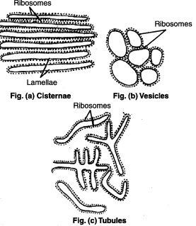 Endoplasmic Reticulum: Discovery; Structure; & Function : Plantlet