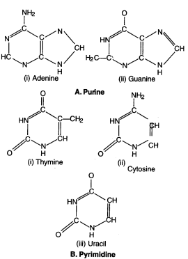 structure of nucleoside