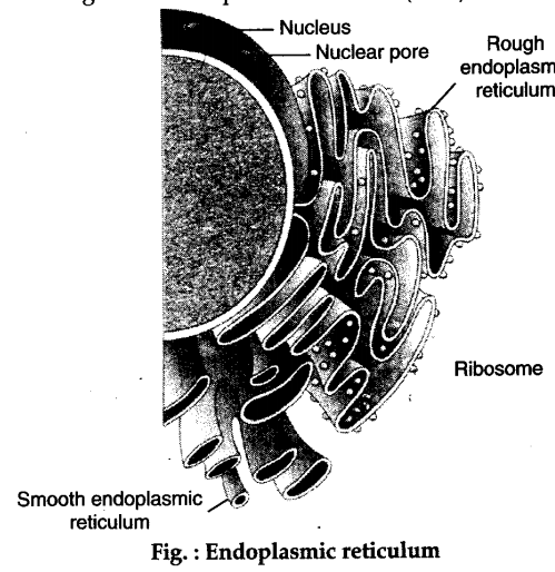 Endoplasmic Reticulum Diagram | Structure of Rough and Smooth ER