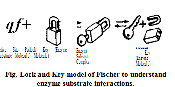 What does the lock and key hypothesis state?