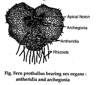 Fern Prothallium