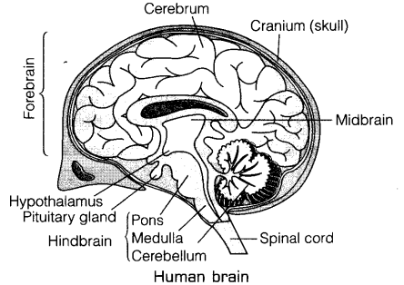 Parts Of The Human Brain And Functions