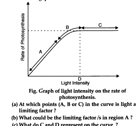 Figure shows the effect light the rate of photosynthesis CBSE 11 Biology - Learn CBSE Forum