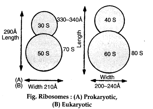 Ribosomes Images  Free Download on Freepik