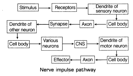 With the help of labelled diagram explain the general scheme to