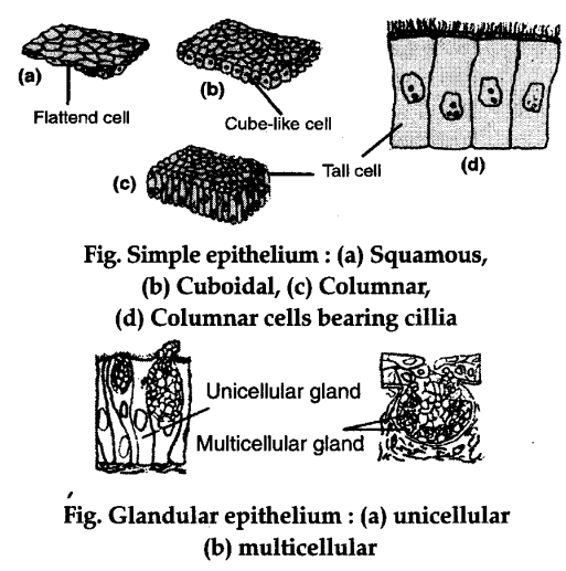 glandular epithelial tissue