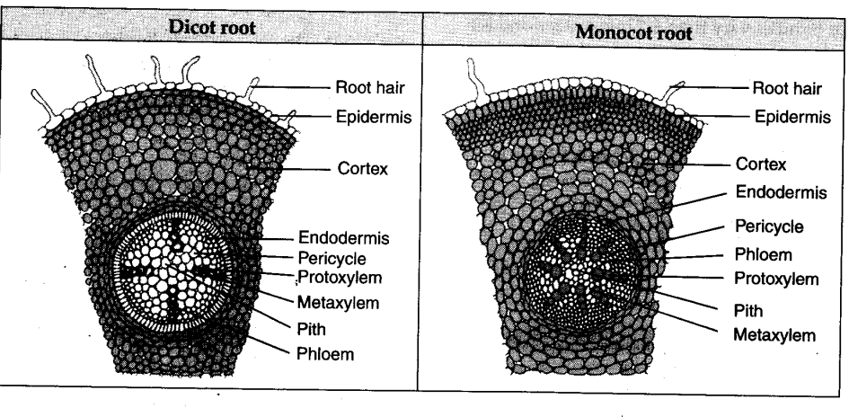 Monocot Root Anatomy