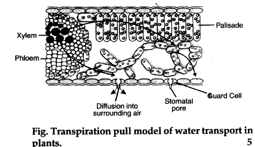 describe-transpirational-pull-model-of-water-transport-in-plants-cbse