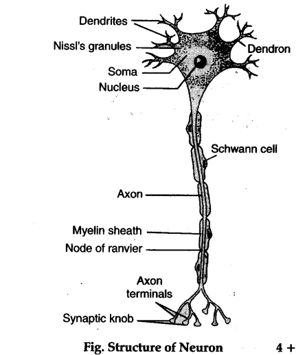 parts of a neuron anatomy