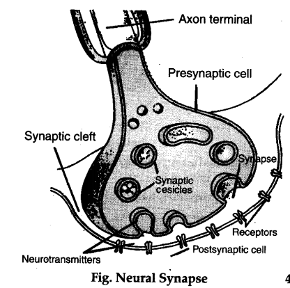 Structure Of A Chemical Synapse