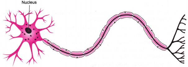 make-a-sketch-of-the-human-nerve-cell-what-function-do-nerve-cells