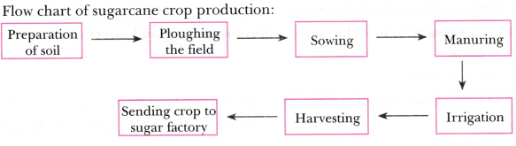 Crop Production Flow Chart