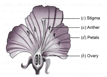 In the figure of a flower label the parts whose functions are given ...