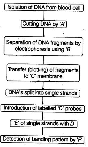 Dna Fingerprinting Chart