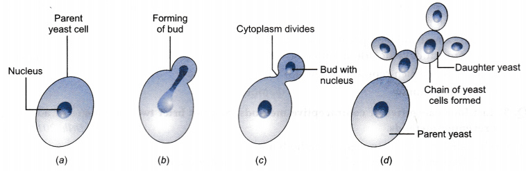 budding-is-commonly-seen-in-a-yeast-b-grasses-c-amoeba-d-spirogyra