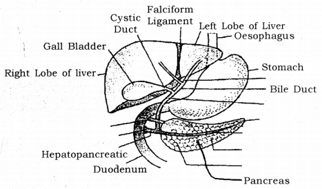 Draw A Labelled Diagram Of Location Of Liver Pancreas And Gall Bladder And Their Associated Ducts Cbse Class 10 Science Learn Cbse Forum