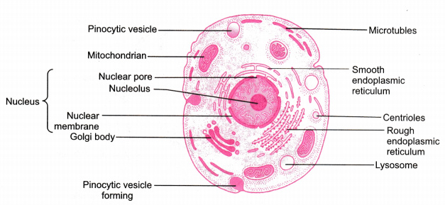 Draw a neat labelled diagram of the male reproductive organs in humans. -  Infinity Learn by Sri Chaitanya