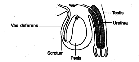 A part of the male reproductive system is shown below - CBSE Class 10