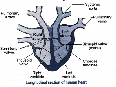 Human Heart Diagram Class 10 Step By Step - bmp-cheese