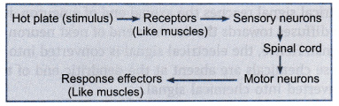 What is reflex action? Explain with the help of examples - CBSE Class 10  Science - Learn CBSE Forum