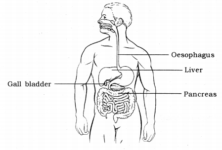 Draw a Well-labeled Diagram of the Human Excretory System. - Biology |  Shaalaa.com