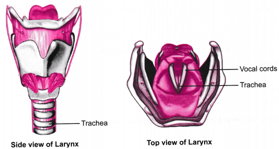 Draw and explain larynx and its functions  Sarthaks eConnect  Largest  Online Education Community