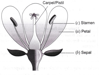 In the diagram of a bisexual flower given as figure below, draw the