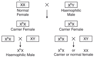 Hemophilia Inheritance Chart