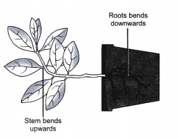 geotropism in plants