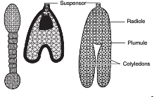 plant embryo diagram