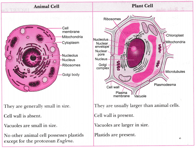 Make sketches of animal and plant cells. State three differences between  them - CBSE Class 8 Science - Learn CBSE Forum