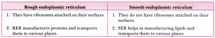 What Is The Difference Between Rough Er And Smooth Er Slidesharedocs