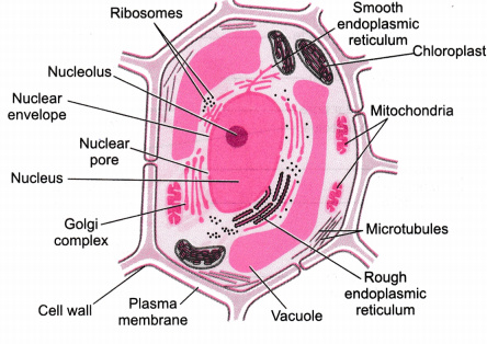 real plant cell under microscope labelled