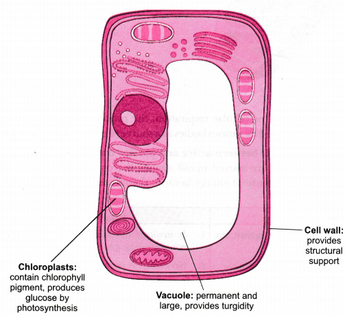 Draw a neat diagram of plant cell and label any three parts which  differentiate it from animal ce - CBSE Class 9 Science - Learn CBSE Forum