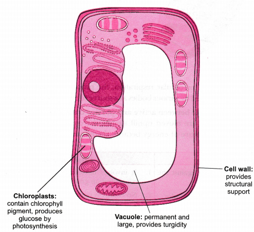 Draw a neat diagram of plant cell and label any three ...