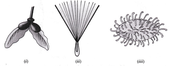 Group the seeds given in figure (i) to (Hi) according to their means of  dispersion. (a) Seed dispersed by wind (ib) Seed dispersed by water (c) Seed  dispersed by animal - CBSE