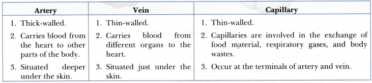 State Differences Between Artery Vein And Capillary CBSE Class 10 