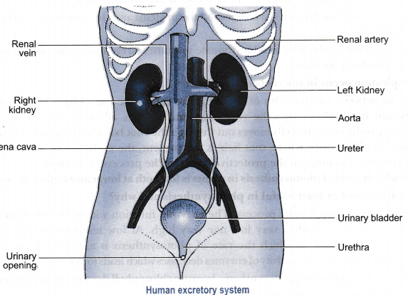 Slagter - Drawing Kidney macroscopic and microscopic anatomy - Dutch labels  | AnatomyTOOL