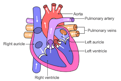 Draw a sectional view of human heart and label, on it ...