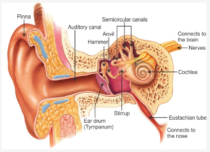 Draw labelled diagram of auditory parts of human ear and explain how ...