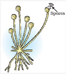 spore works arizona
