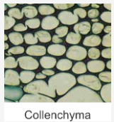 sclerenchyma tissue under microscope