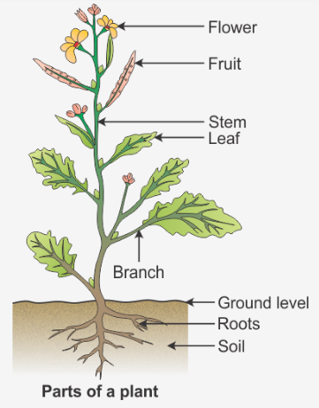plant diagram without labels