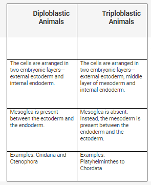 Distinguish between diploblastic and triploblastic animals - CBSE Class 11  - Learn CBSE Forum