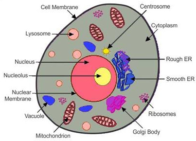 Draw A Well Labeled Diagram Of Animal Cell Home Work Help Learn Cbse Forum